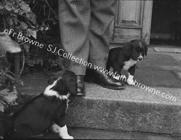 DOGS AT DOORWAY